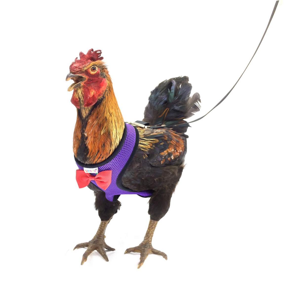 Waardig alleen Opiaat Je kip 'uitlaten' kan nu met deze riempjes - SGXL.NL