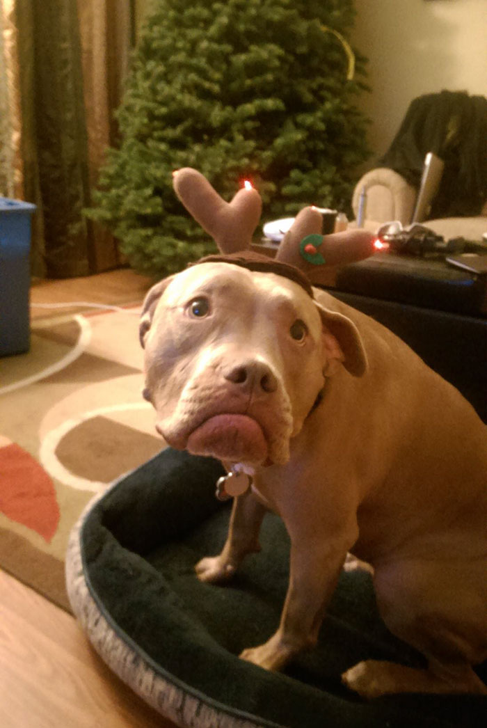 Hond zo hekel aan kerst