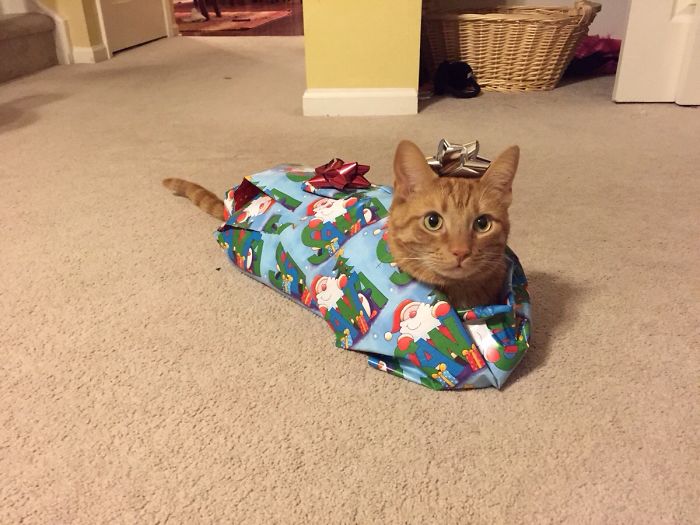 Kat ingepakt voor kerst