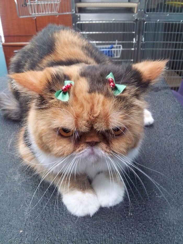 Kat hekel aan kerst