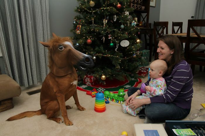 Hond hekel aan kerst