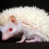 animal-albino-rare-19