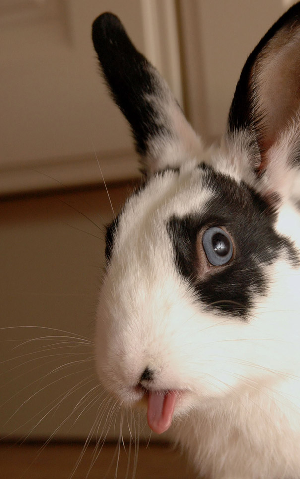 cute-bunnies-tongues-1