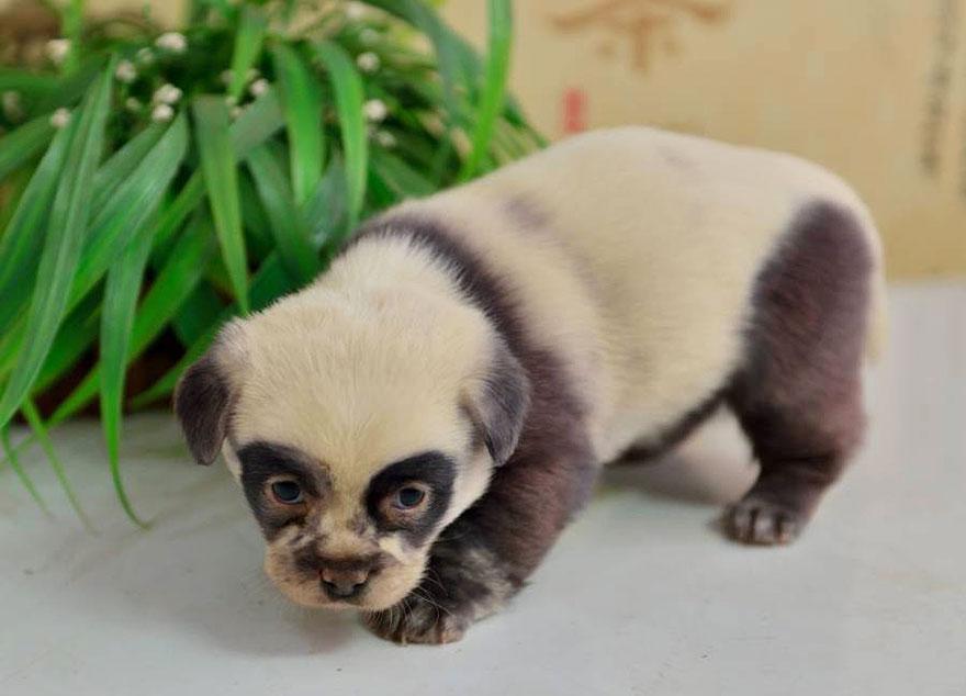 cute-dog-panda-puppies-2
