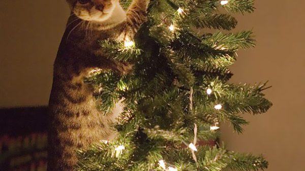 decorating-cats-destroying-trees-christmas-49_605