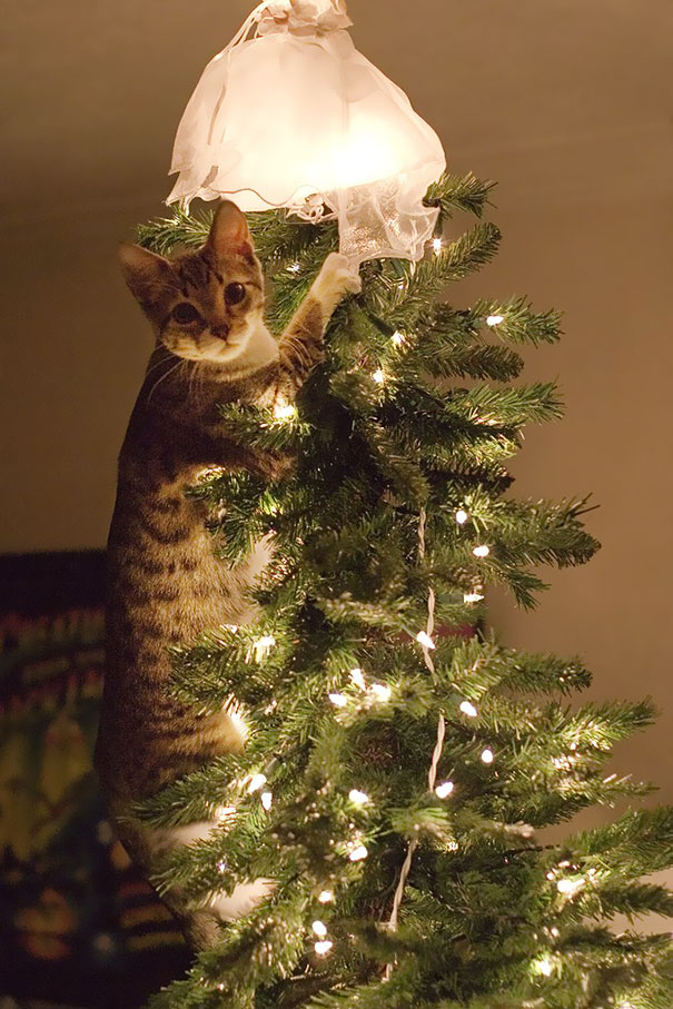 decorating-cats-destroying-trees-christmas-49_605