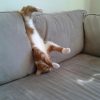 funny-cats-dogs-stuck-furniture-15