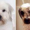 funny-wet-pets-before-after-bath-dogs-cats-20-57289098291f7_700