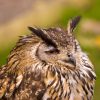 hungover-owl1