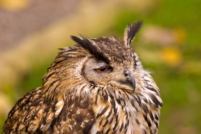 hungover-owl1
