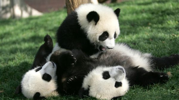 panda-daycare-nursery-chengdu-research-base-breeding-13