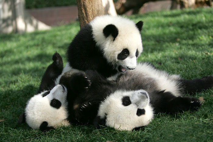 panda-daycare-nursery-chengdu-research-base-breeding-13