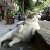 sitting-cat1