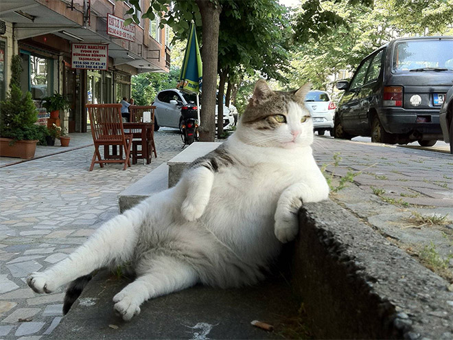 sitting-cat1