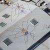spider-rooftop-6