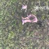 animalistnews-0792-kangaroo-punches-drone-out-of-sky-large