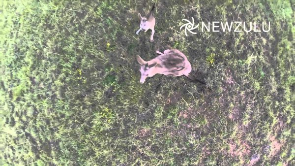 animalistnews-0792-kangaroo-punches-drone-out-of-sky-large