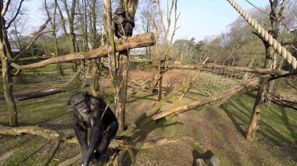 chimpansees