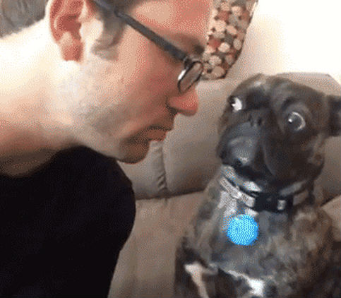 dog-doesnt-want-to-be-kissed-gif