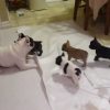 french-bulldog-playing-with-his-pups