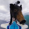 gopro-video-of-kamu-the-surfing