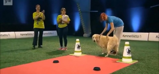 hilarious-golden-retriever-really-wants-to-race-but