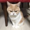 japanese-grumpy-cat-angry-koyuki-moflicious-22_0