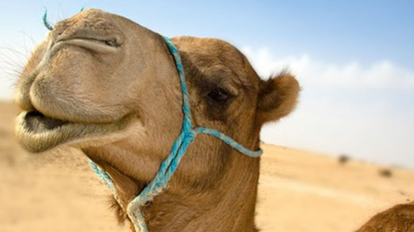 kameel_woestijn_teaser