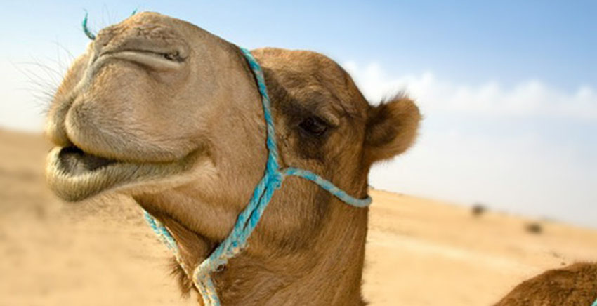 kameel_woestijn_teaser