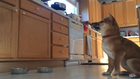 puppy-trips-out-every-time-he-hears-food-thumb_550x309