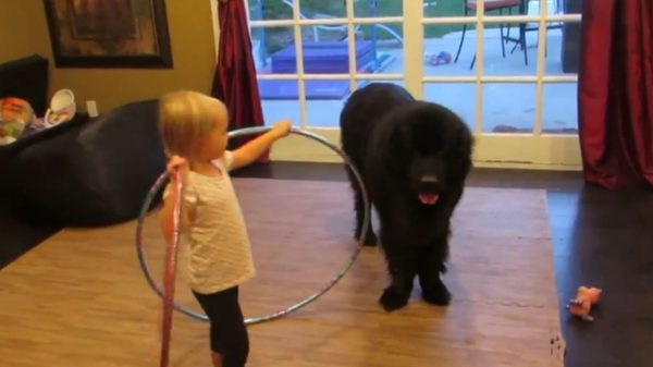 toddler_tries_teaching_dog_to_hula_hoop