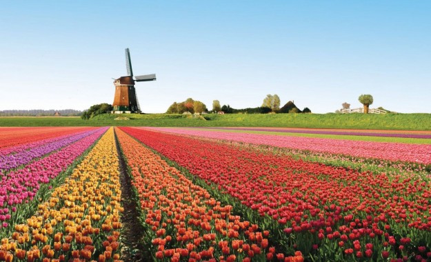 un-tipico-paesaggio-olandese-durante-la-fioritura-dei-tulipani