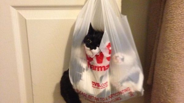 Kat in boodschappentasje