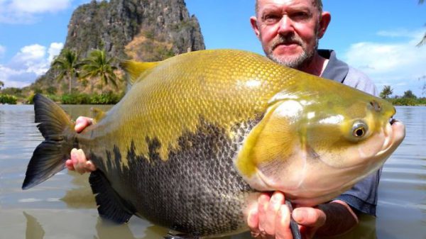 this-secret-lake-in-thailand-has-got-worlds-biggest-fish-in-it__700