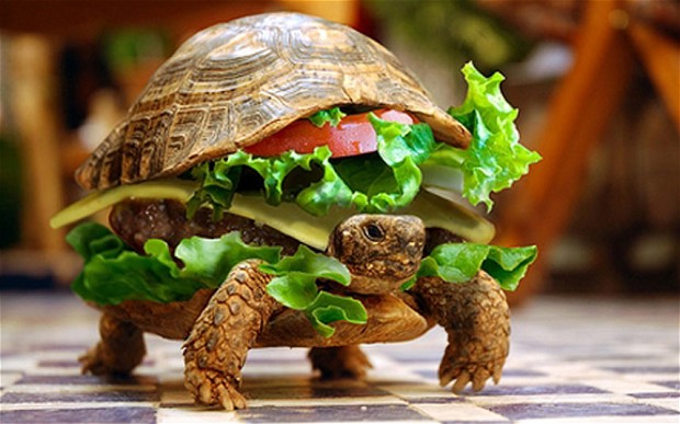 tortoise-burger-_2631647b