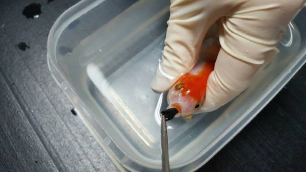 Operatie voor goudvis