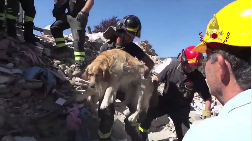 hond gered na aardbeving