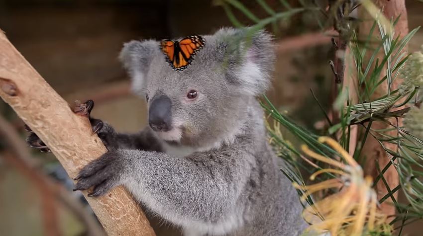 koala en vlinder