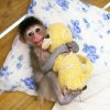 animals-sleeping-cuddling-stuffed-toys-104-58ef868b34b4c_605