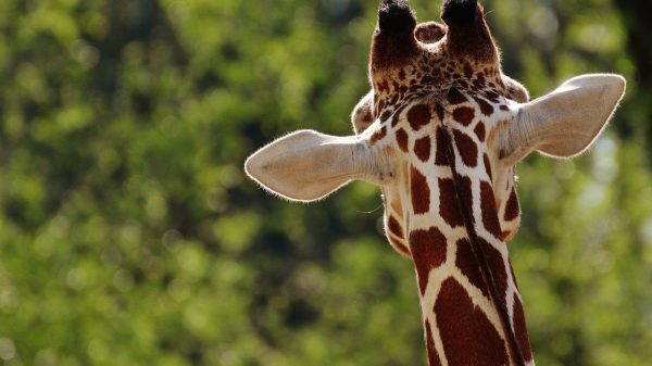 giraffe wordt aangevallen door koedoe