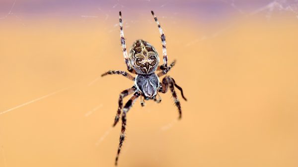 spider-2333199_1920