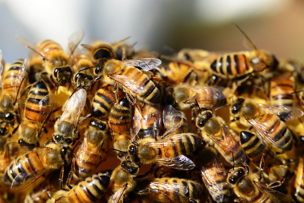 honey-bees-326334_1280