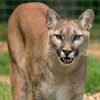 Lol: gevaarlijke Cougar blijkt iets totaal anders te zijn