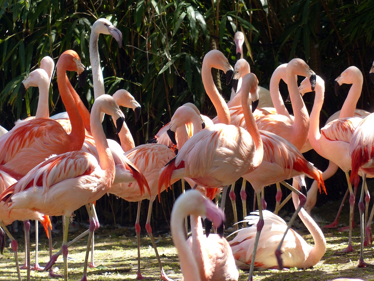 flamingos-1379649_1280