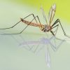 mosquito-1754359_1280