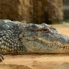 Boze indonesiërs doden 300 krokodillen