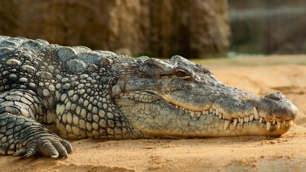 Boze indonesiërs doden 300 krokodillen