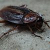 chinese werknemers moeten kakkerlakken eten