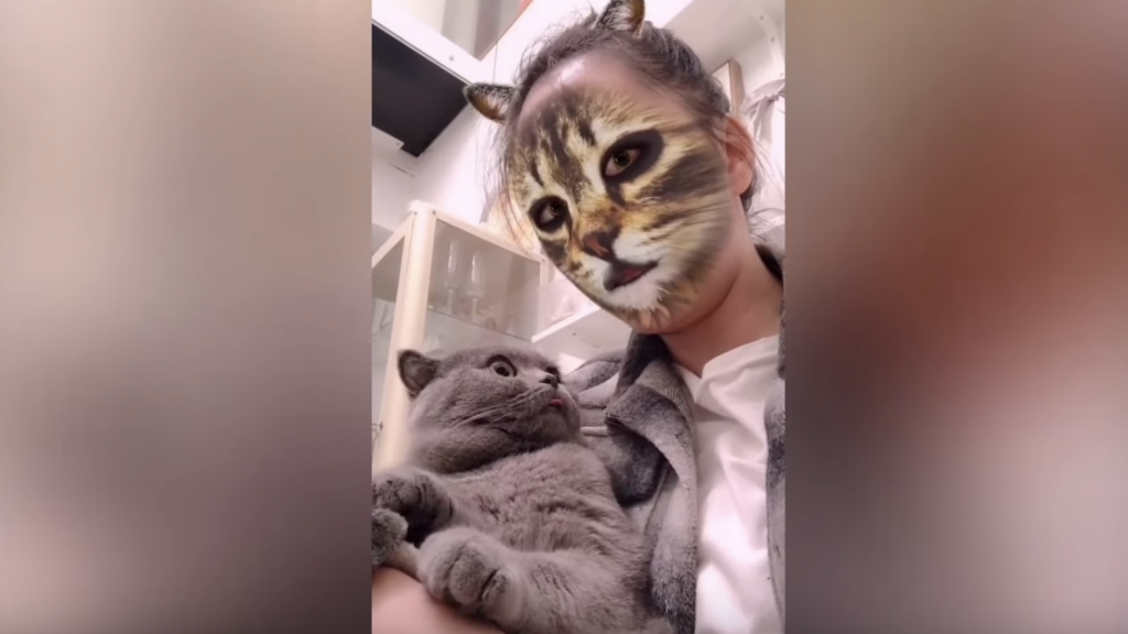 hetzelfde semester Mus Dit is hoe katten reageren op katten-filters op Snapchat - SGXL.NL