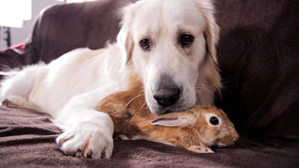 platform forum Er is een trend Cuteness level 1000: Hond en konijn zijn de schattigste bff's ooit! -  SGXL.NL